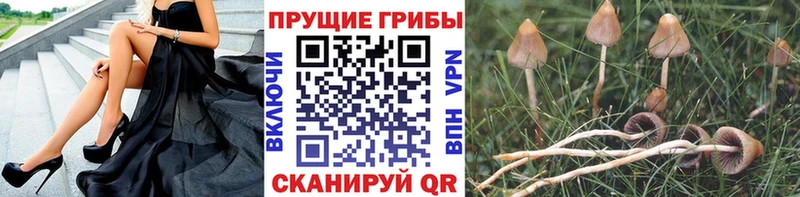 Псилоцибиновые грибы Psilocybine cubensis  наркотики  Козьмодемьянск 